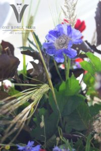 Sony Dsc